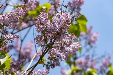 Mor leylak çiçekleri. Ayrıntılı görünüm.