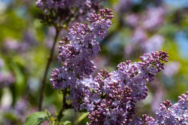 Mor leylak çiçekleri. Ayrıntılı görünüm.