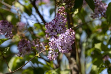 Mor leylak çiçekleri. Ayrıntılı görünüm.