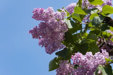 Mor leylak çiçekleri. Ayrıntılı görünüm.