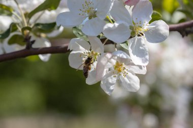 Elma ağacının beyaz çiçeğinin üzerindeki bir arı. Ayrıntılı görünüm.