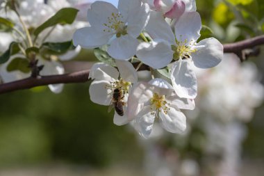 Elma ağacının beyaz çiçeğinin üzerindeki bir arı. Ayrıntılı görünüm.