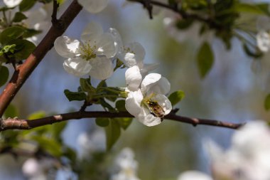 Elma ağacının beyaz çiçeğinin üzerindeki bir arı. Ayrıntılı görünüm.