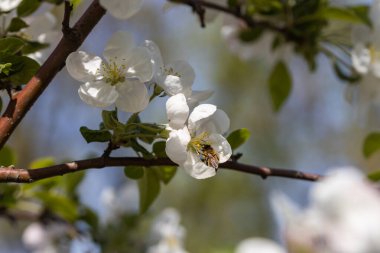 Elma ağacının beyaz çiçeğinin üzerindeki bir arı. Ayrıntılı görünüm.