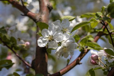 Elma ağacından beyaz çiçekler. Ayrıntılı görünüm.