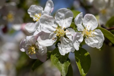 Elma ağacından beyaz çiçekler. Ayrıntılı görünüm.