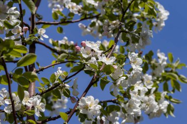 Elma ağacından beyaz çiçekler. Ayrıntılı görünüm.