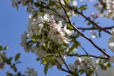 Elma ağacının beyaz çiçeğinin üzerindeki bir arı. Ayrıntılı görünüm.
