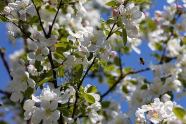 Elma ağacından beyaz çiçekler. Ayrıntılı görünüm.