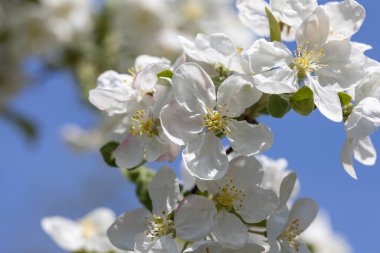 Elma ağacından beyaz çiçekler. Ayrıntılı görünüm.