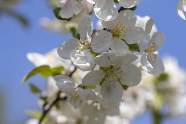 Elma ağacından beyaz çiçekler. Ayrıntılı görünüm.