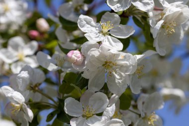 Elma ağacından beyaz çiçekler. Ayrıntılı görünüm.