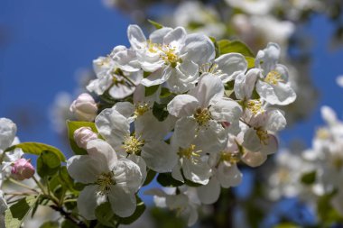 Elma ağacından beyaz çiçekler. Ayrıntılı görünüm.