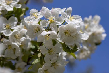 Elma ağacından beyaz çiçekler. Ayrıntılı görünüm.