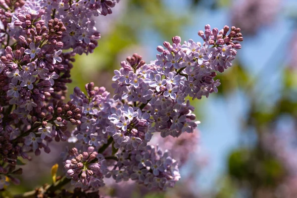 Purple Lilac Flowers Detailed View — Stock Photo, Image