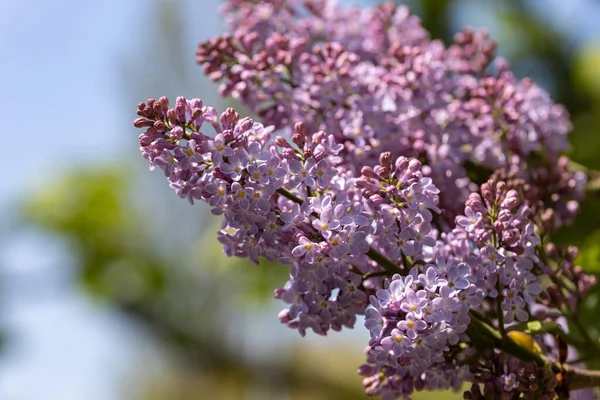 紫色のライラックの花 詳細を見る — ストック写真