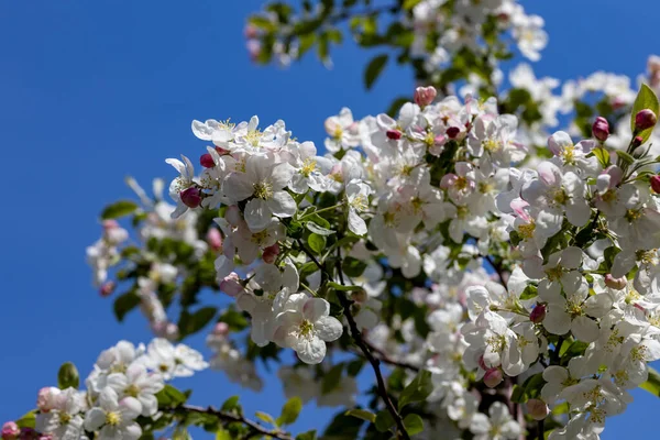 Белые Цветы Яблони Подробный Обзор — стоковое фото