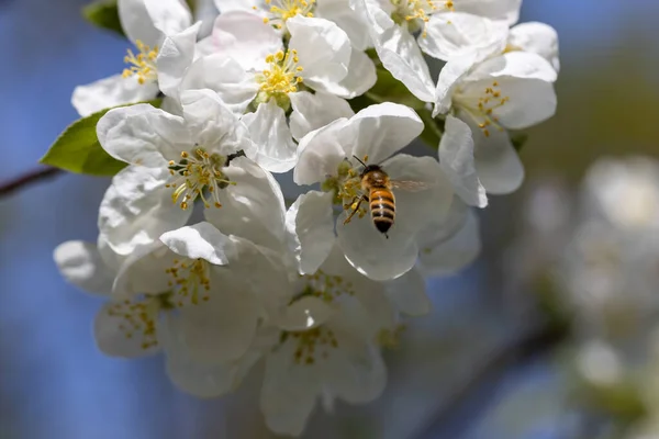 Eine Biene Auf Einer Weißen Blume Eines Apfelbaums Detailansicht — Stockfoto