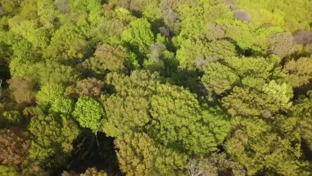緑の落葉樹林の上を飛ぶ 春の晴れた日 — ストック動画