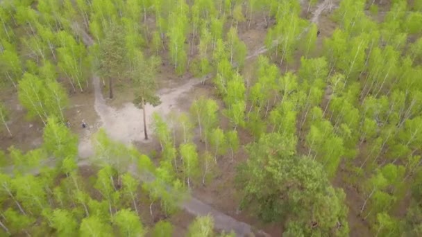 春に緑豊かな針葉樹林の上を飛んでいます 空中ドローン映像 — ストック動画