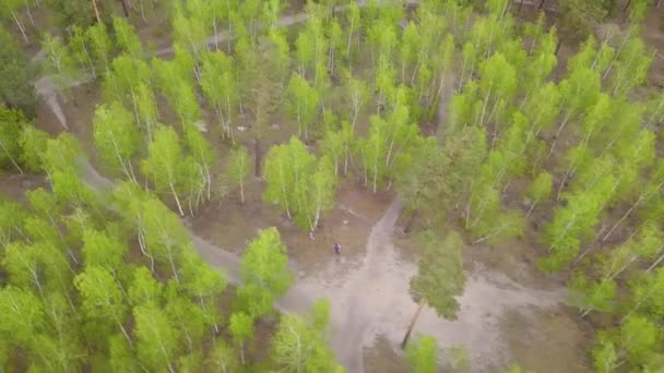 Voando Sobre Uma Floresta Coníferas Verdes Primavera Imagens Drones Aéreos — Vídeo de Stock