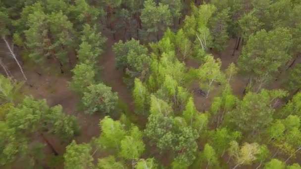 Volare Una Foresta Conifere Verde Primavera Filmati Droni Aerei — Video Stock
