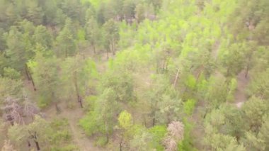 Baharda yeşil bir kozalaklı ormanın üzerinde uçuyor. Hava aracı görüntüleri..