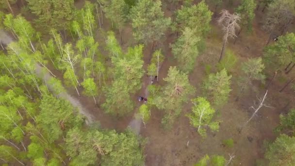 春に緑豊かな針葉樹林の上を飛んでいます 空中ドローン映像 — ストック動画