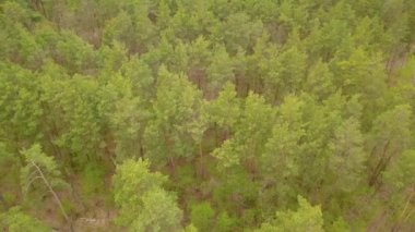 Baharda yeşil bir kozalaklı ormanın üzerinde uçuyor. Hava aracı görüntüleri..