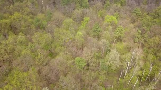 Flyger Över Grön Barrskog Våren Flygbilder Drönare — Stockvideo