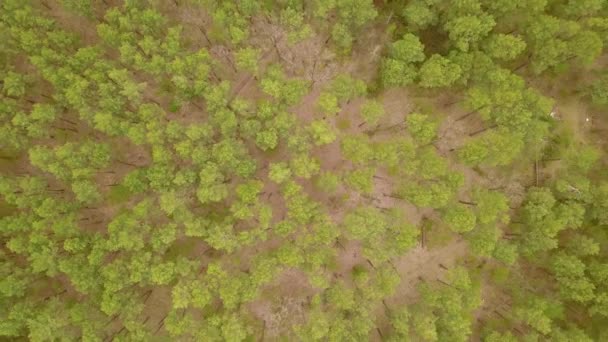 春に緑豊かな針葉樹林の上を飛んでいます 空中ドローン映像 — ストック動画