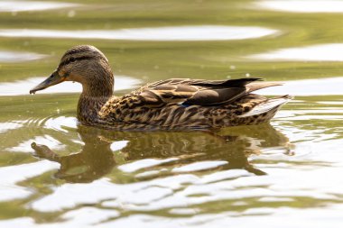Mallard anas platyrhynchos ördeği gölette yüzer. Güneşli bir gün.