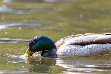 Mallard anas platyrhynchos ördeği gölette yüzer. Güneşli bir gün.