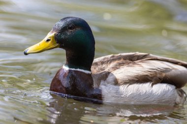 Mallard anas platyrhynchos ördeği gölette yüzer. Güneşli bir gün.