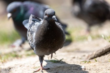 Parktaki güvercinin detaylı görüntüsü..