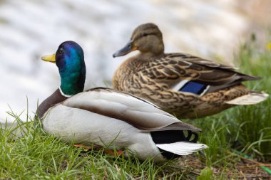 Erkek ve dişi Mallard anas platyrhynchos Bir göletin kıyısında ördekler.