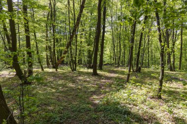 Baharda Avrupa ormanları güneşli havalarda.