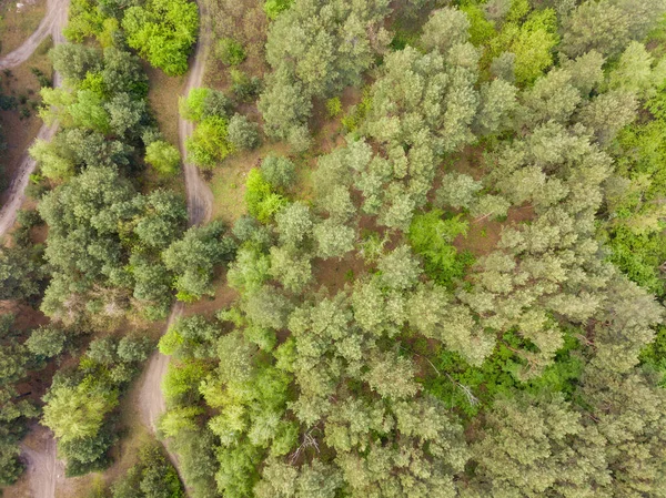 Špinavá Cesta Jarním Lese Zobrazení Leteckých Dronů — Stock fotografie