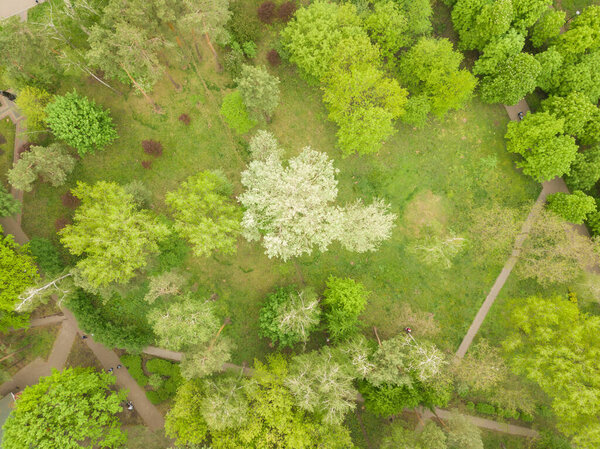 Blooming tree in the park. Aerial drone view.