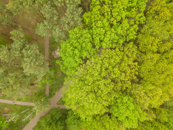 Green trees in spring in a park in Kiev. Aerial drone view.