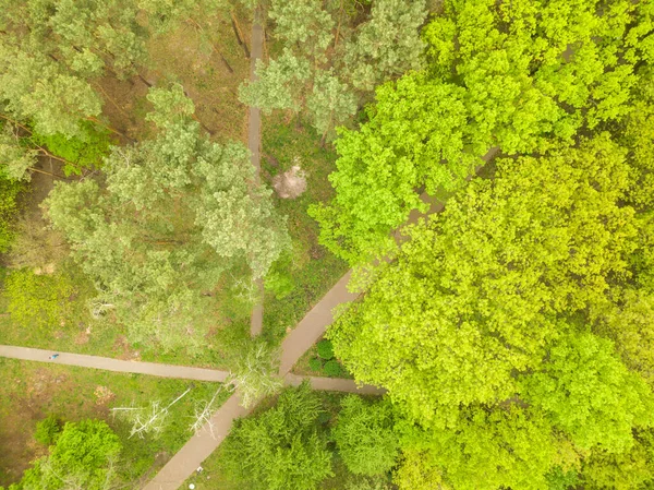 키예프의 공원에서 나무들 무인기 — 스톡 사진