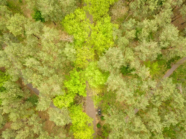 Zielone Drzewa Wiosnę Parku Kijowie Widok Drona Powietrza — Zdjęcie stockowe