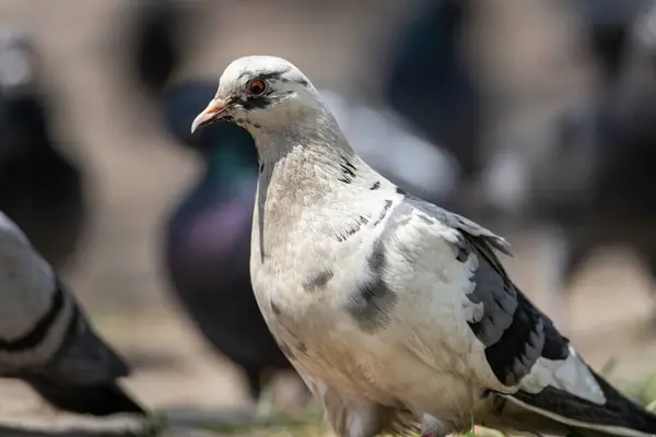 Detailed View Pigeon Park — Stock Photo, Image