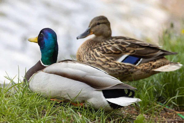 Erkek ve dişi Mallard anas platyrhynchos Bir göletin kıyısında ördekler.