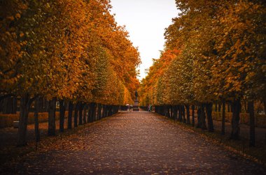Yağmurdan sonra sonbahar sokağı