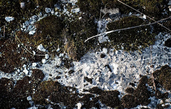 Yaşlı yosunlar beyaz taşların üzerinde