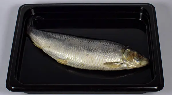 Siyah tepside balık