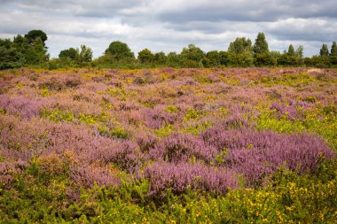 Mor ve pembe heather Poole Harbour yakınındaki Dorset araziler üzerinde