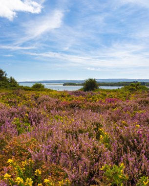 Mor ve pembe heather Poole Harbour yakınındaki Dorset araziler üzerinde