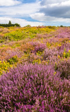 Mor ve pembe heather Poole Harbour yakınındaki Dorset araziler üzerinde